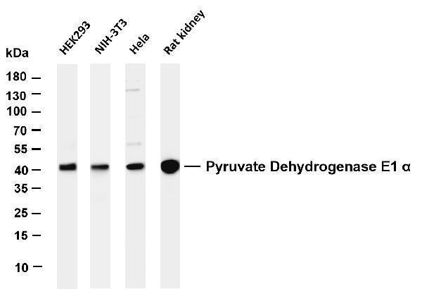 m01906 2 pdha1 primary antibodies wb testing 1