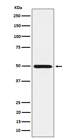 Western blot analysis of HGD expression in HepG2 cell lysate