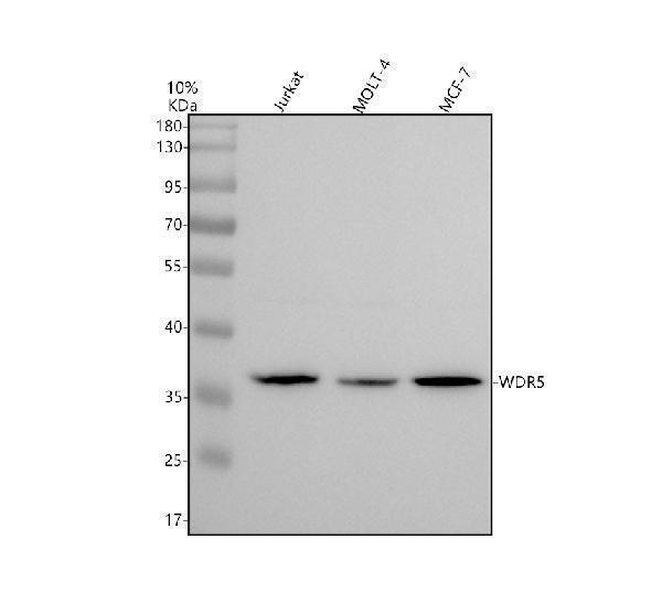 m01910 wdr5 primary antibodies wb testing 1