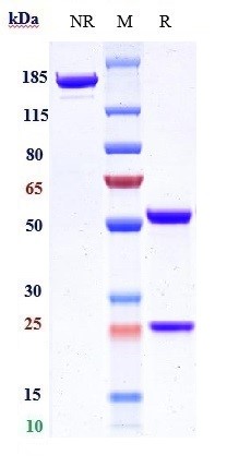 Anti-Integrin a5b1 (ITGA5 & ITGB1) Reference Antibody (volociximab) on SDS-PAGE under reducing (R) condition