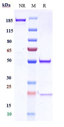 Anti-Integrin a5b1 (ITGA5 & ITGB1) Reference Antibody (BMS patent anti-Integrin alpha5beta1) on SDS-PAGE under reducing (R) condition