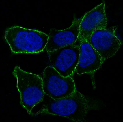 Immunofluorescent analysis of MCF-7 cells, using Integrin alpha 5 Antibody