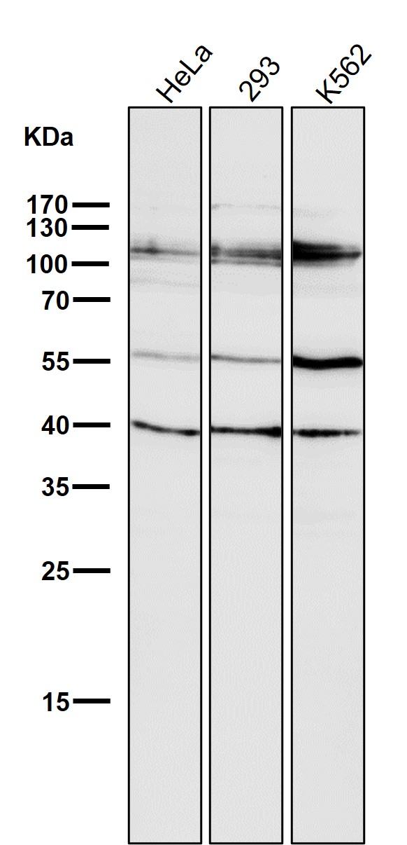 All lanes use the Antibody at 1:2K dilution for 1 hour at room temperature