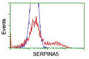 HEK293T cells transfected with either SERPINA5 (Myc-DDK-tagged) overexpress plasmid (Red) or empty vector control plasmid (Blue) were immunostained by anti-SERPINA5 antibody (M01916)