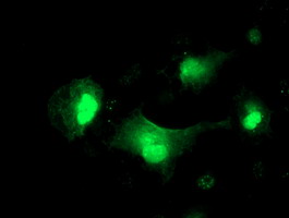 m01916 anti protein c inhibitor serpina5 mouse monoclonal antibody clone id oti2d10 if testing 4