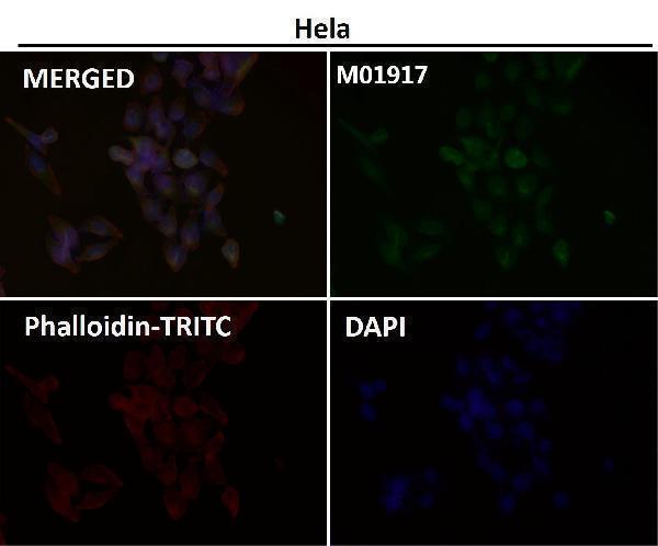Immunofluorescent analysis using the Antibody at 1:50 dilution