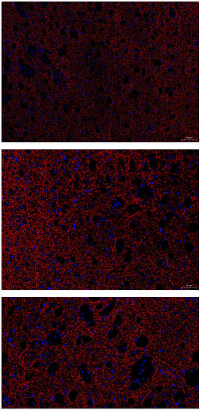 m01917 th primary antibodies if testing 1