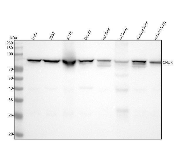  Western blot analysis of IKK alpha using anti-IKK alpha antibody (M01918-1)