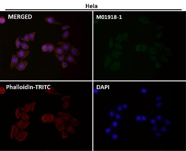 Immunofluorescent analysis using the Antibody at 1:50 dilution