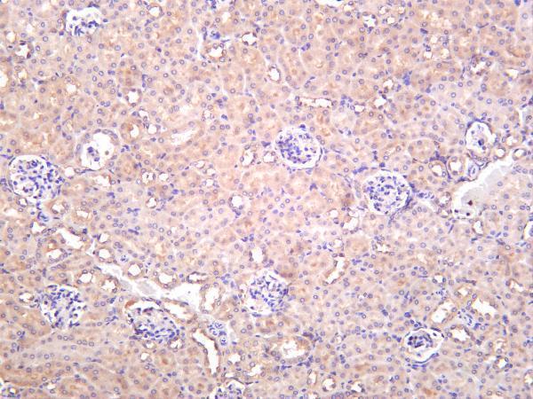 Mouse kidney was stained with anti-IKK α rabbit antibody