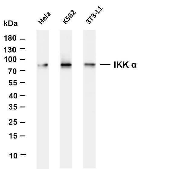 m01918 4 chuk primary antibodies wb testing 1