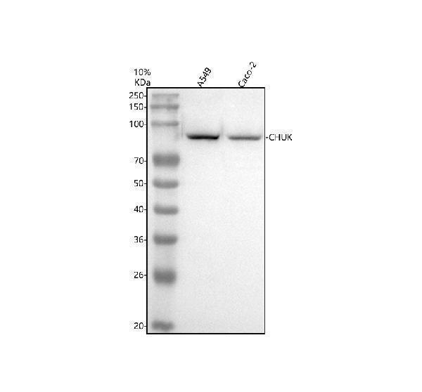 m01918 chuk ikbkb primary antibodies wb testing 1