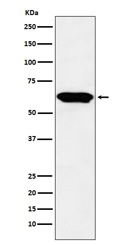 Western blot analysis of E2F4 expression in Raji cell lysate