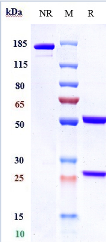 Anti-GPC3/Glypican-3 Reference Antibody (codrituzumab) on SDS-PAGE under reducing (R) condition