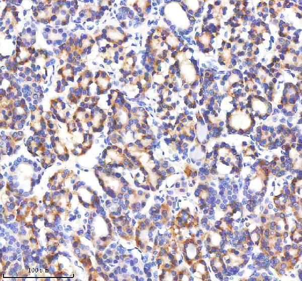 IHC analysis of GABARAPL2 using anti-GABARAPL2 antibody (M01927)