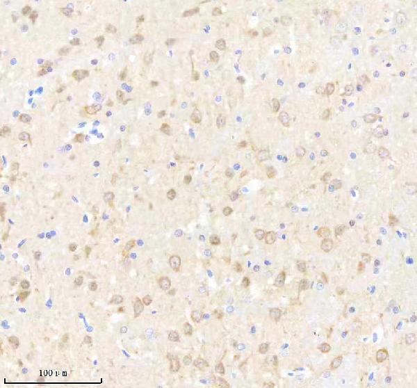 m01927 gabarapl2 primary antibodies ihc testing 4