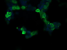 m01929 anti rasa1 mouse monoclonal antibody clone id oti1h2 if testing 2