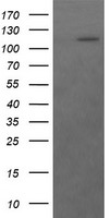 m01929 anti rasa1 mouse monoclonal antibody clone id oti1h2 wb testing 1