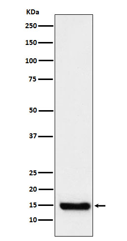 Western blot analysis of TTC11 expression in Raji cell lysate