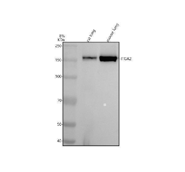Western blot analysis of ITGA2 using anti-ITGA2 antibody (M01933)