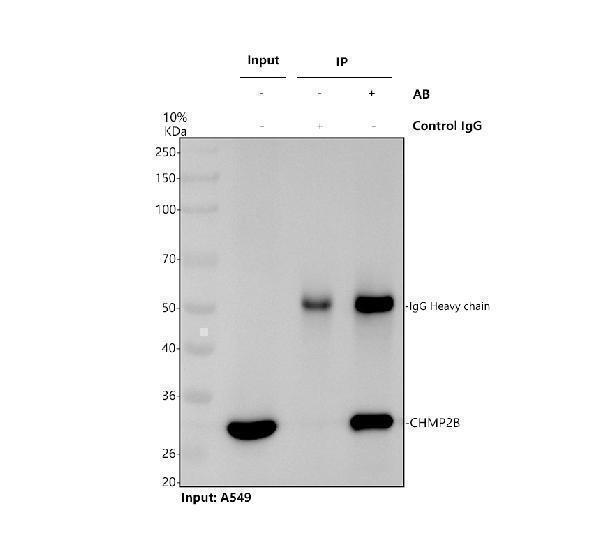 m01935 chmp2b primary antibodies ip testing 1