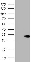 m01938 anti six1 mouse monoclonal antibody clone id oti1h4 wb testing 1