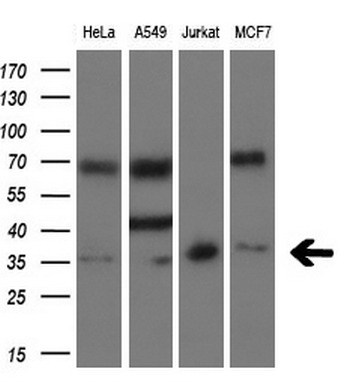 m01938 anti six1 mouse monoclonal antibody clone id oti1h4 wb testing 2