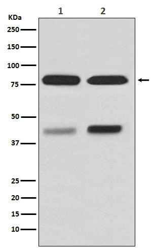 m01940 2 wb_1