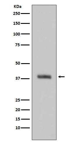 Western blot analysis of HTRA2 expression in Jurkat cell lysate