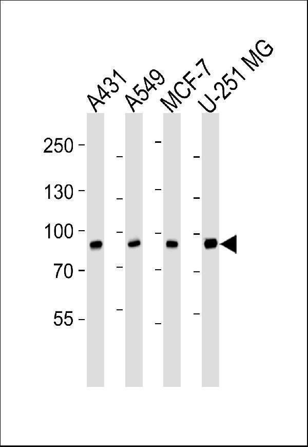 Western blot analysis of lysates from A431, A549, MCF-7, U-251 MG cell line (from left to right), using CAPN1 Antibody