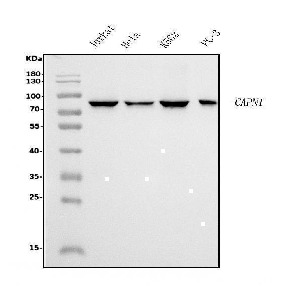  Western blot analysis of Calpain 1 using anti-Calpain 1 antibody (M01943-4)