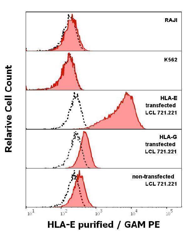  Anti-Hu HLA-E purified antibody (clone MEM-E/02) specificity verification by flow cytometry



Anti-Hu HLA-E purified antibody (concentration in sample 5 µg/ml, red-filled histogram) binds specifically to surface HLA-E on surface of HLA-E transfected LCL 721