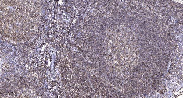Immunohistochemical analysis of paraffin-embedded human tonsil