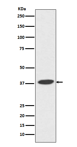 m01946 wb