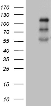 m01947 anti plk4 mouse monoclonal antibody clone id oti3g10 wb testing 1