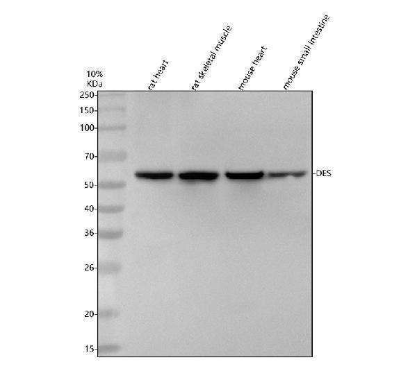 Western blot analysis of Desmin/DES using anti-Desmin/DES antibody (M01948-1)