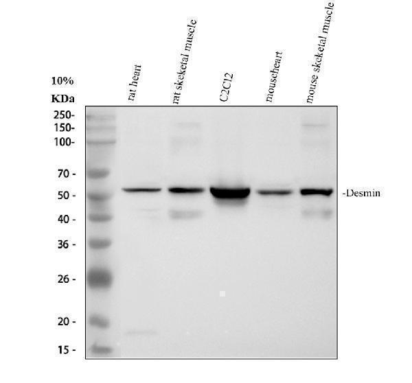 m01948 4 desmin primary antibodies wb testing 1
