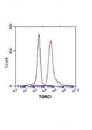 Flow Cytometry analysis of K562 cells stained with TORC1(N-terminus) (red, 1/100 dilution), followed by FITC-conjugated goat anti-mouse IgG