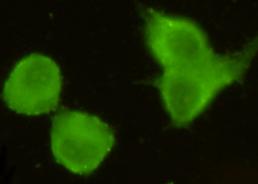 Immunocytochemistry stain of Hela using TORC1 antibody (1:300)