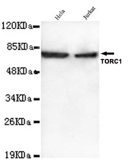 Western blot detection of TORC1 (N-terminus) antibody in Hela&Jurkat lysates using TORC1 (N-terminus) antibody (1:1000 diluted) 
