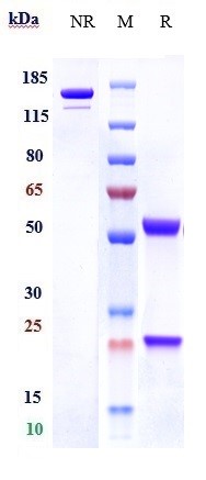 Anti-C1q Reference Antibody (ANX005) on SDS-PAGE under reducing (R) condition