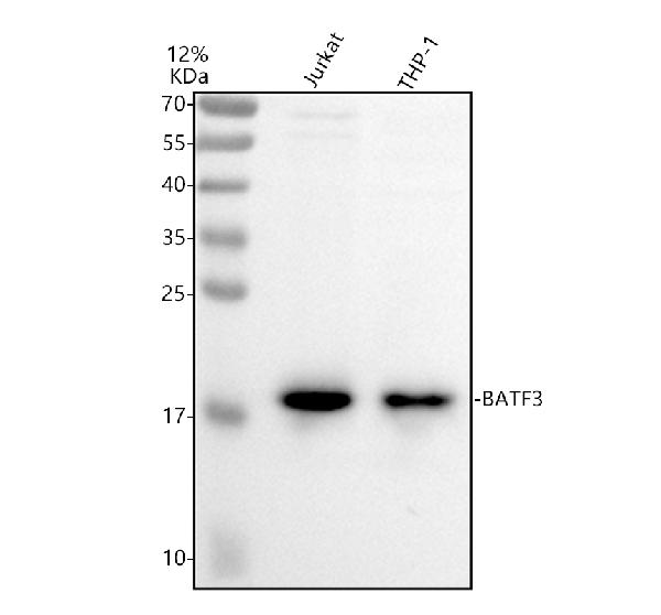 m01957 batf3 primary antibodies wb testing 1
