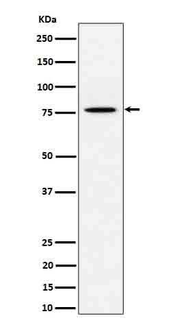 Western blot analysis of PSIP1 / LEDGF expression in HeLa cell lysate