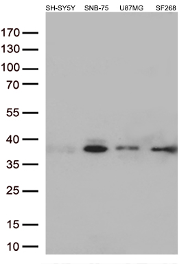 Western blot analysis of extracts (35ug) from 4 different cell lines by using anti-STX1A monoclonal antibody (1:500)