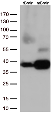 Western blot analysis of extracts (35ug) from 2 different tissue lysates by using anti-STX1A monoclonal antibody (1:500)