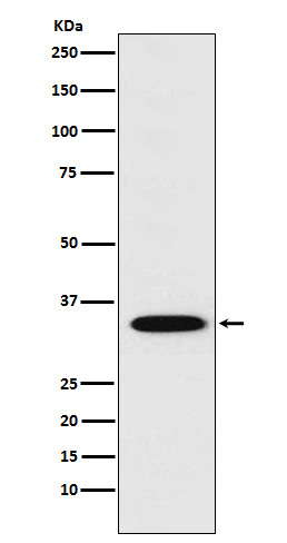 Western blot analysis of STX1A expression in SH-SY5Y cell lysate