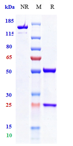 Anti-TIGIT Reference Antibody (vibostolimab) on SDS-PAGE under reducing (R) condition