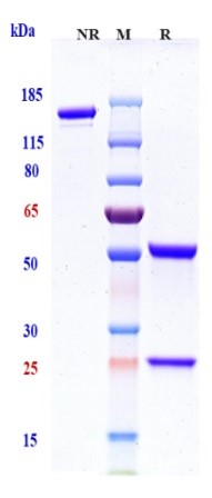 Anti-TIGIT Reference Antibody (etigilimab) on SDS-PAGE under reducing (R) condition