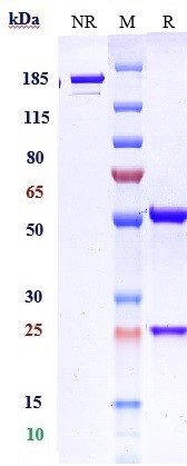 Anti-TIGIT Reference Antibody (domvanalimab) on SDS-PAGE under reducing (R) condition