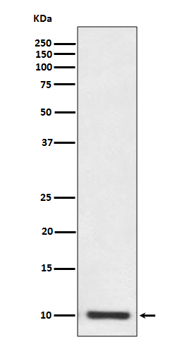 Western blot analysis of S100P expression in SW480 cell lysate